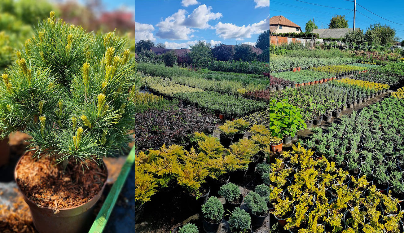 Comerț cu plante pentru parcuri, grădini și spații verzi